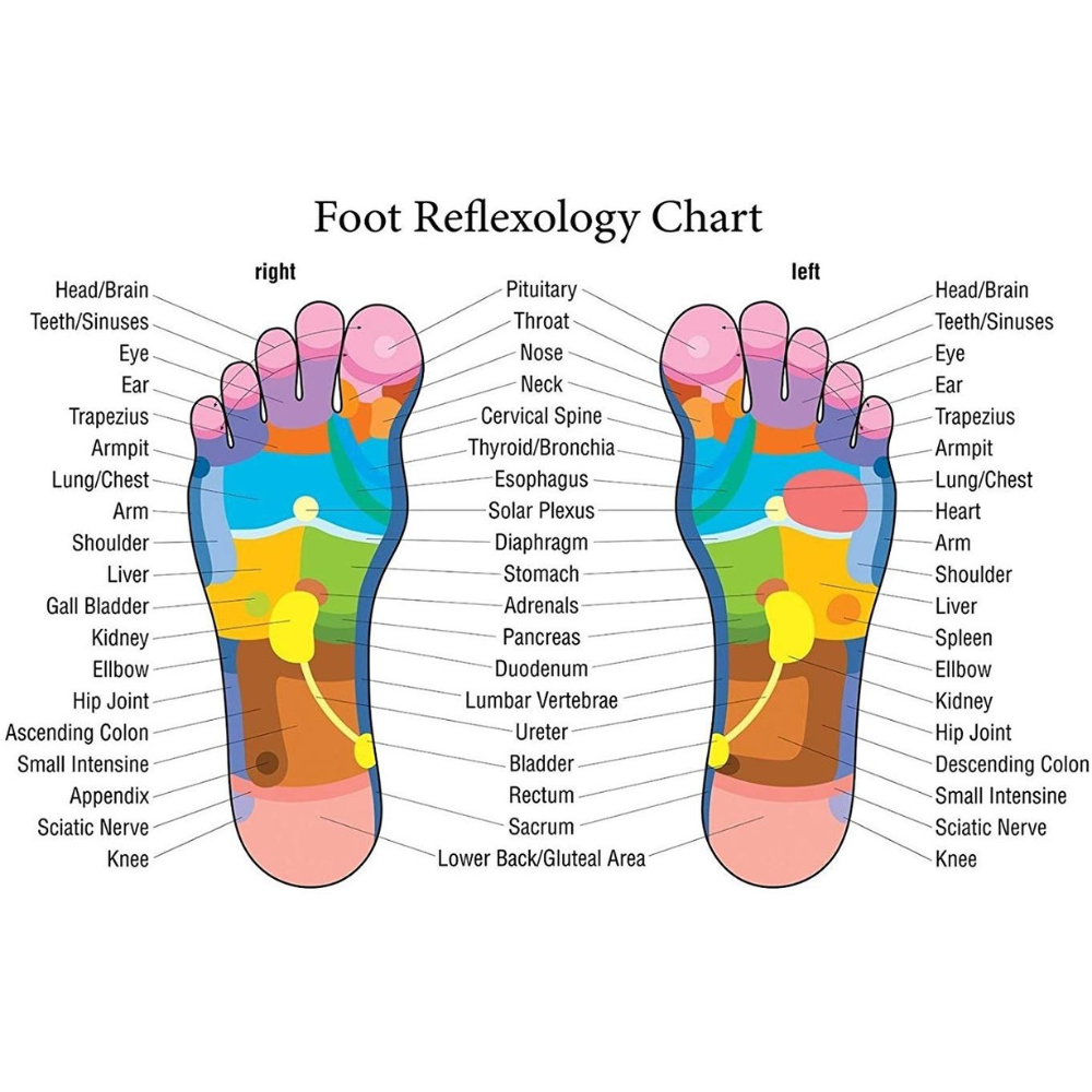 Foot reflexology chart illustrating pressure points on each foot corresponding to various body organs and systems.