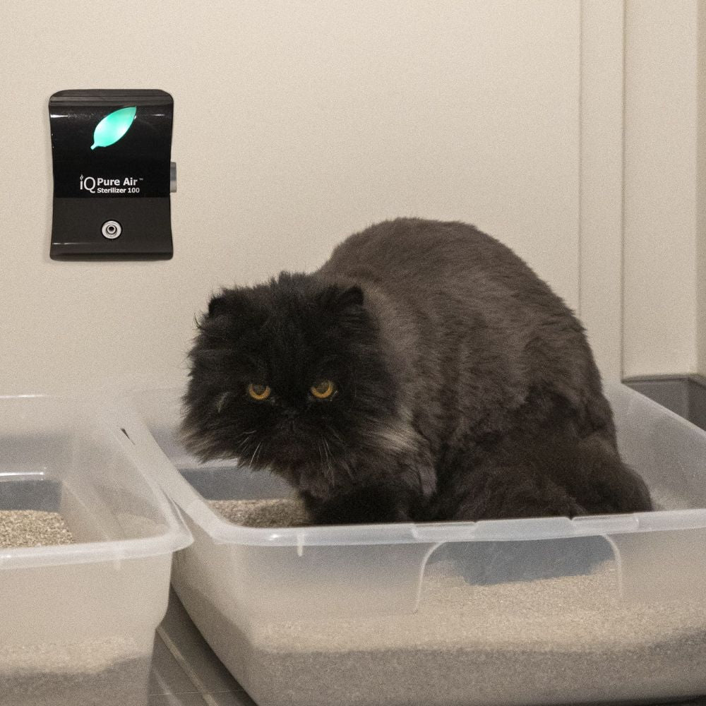 Cat sitting in a litter box with an IQ Pure Air product on a beige wall.